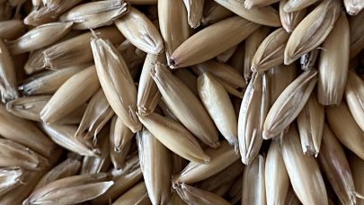 Nærbilde havrekorn Foto Einar Strand