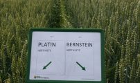 Sortsf hostvete Foto Einar Strand