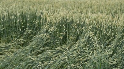 Legde Mirakel sommer 2016 Foto Unni Abrahamsen