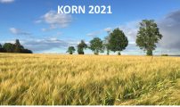 Bilde Korn 2021 Foto: Annbjørg Ø. Kristoffersen