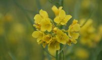 Oljevekst blomst Foto: Einar Strand