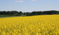 Oljevekstaker i full blomst Foto Einar Strand