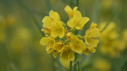 Oljevekst blomst Foto: Einar Strand