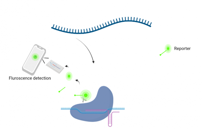 CRISPR Fig 4 CRISPR Cas pavisning mobil