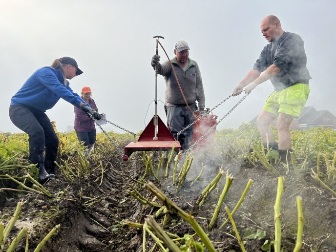 Forsøk med flamming av potetris  i Solutionsprosjektet. Foto: Camilla Bye, NLR Øst