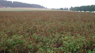 Torrate kan gjore stor skade bg2590