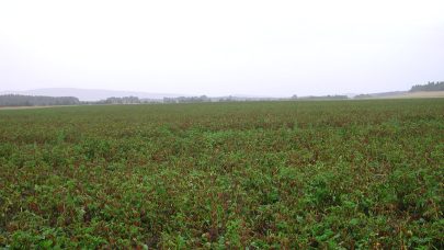 Torrate Gjesasen bg2593