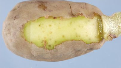 Meloidogyne chitwoodi EPPO 3193