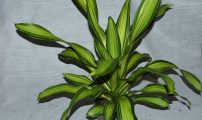 Dracaena fragans Burley