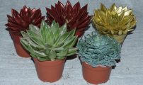 Echeveria farget