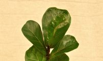 Ficus lyrata Compacta