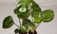 Monstera deliciosa1