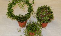 Muehlenbeckia complexa1
