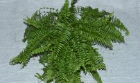Nephrolepis exaltata