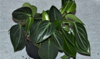 Peperomia maculosa
