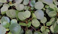 Pilea peperomioides1