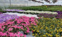 Sommerblomster