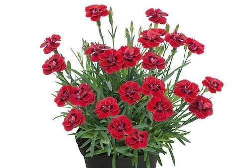 Dianthus merci fleuri1