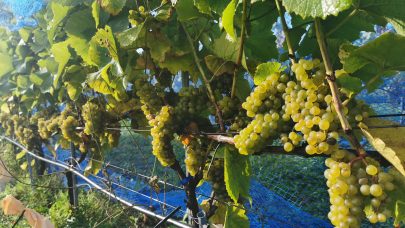 Hovedbilde: Druene klare til høsting 14.september 2023. Foto: Stanislav Strbac