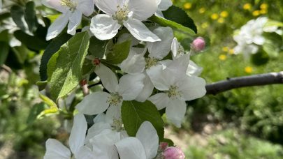 Eplesorten ‘Eden’ i fullblom i 2024. Foto: Gaute Myren