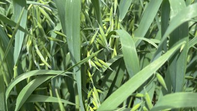 Tittelbilde havre Graminor 2025