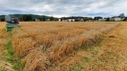 Tittelbilde Felt hos Dieseth Foto Morten Botilsrud