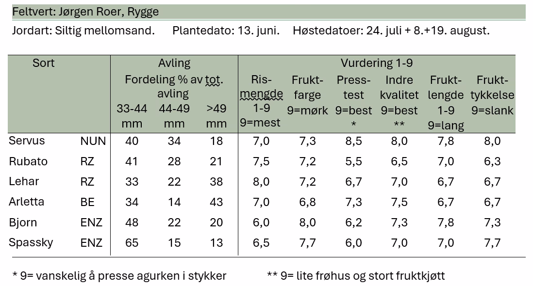 Observasjon av nye sorter i frilandsagurk i Rygge 2025