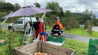 Gjennomgang av eple der ein i hovedsak ser etter skade av rognebærmøll. Foto: Ingrid R. Østensen