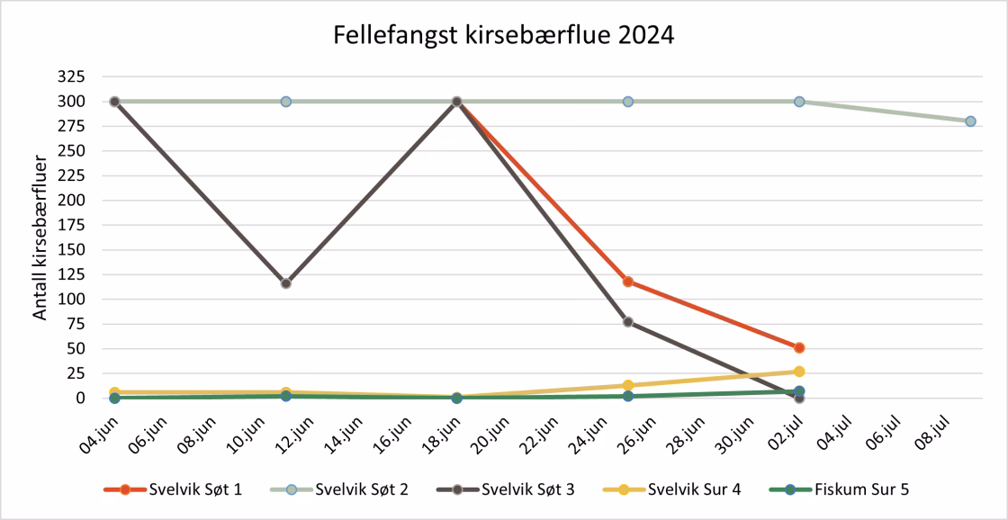 Figur 1: Fangst av kirsebærflue i fem ulike felt. Fellene vart hengt opp 31. mai. Over 300 fluer blir ikkje talt enkeltvis.