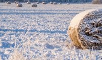 Vinterbilde aker Shutterstock