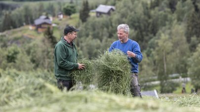Grashosting Valdres 20190703 6v2 Mimiro