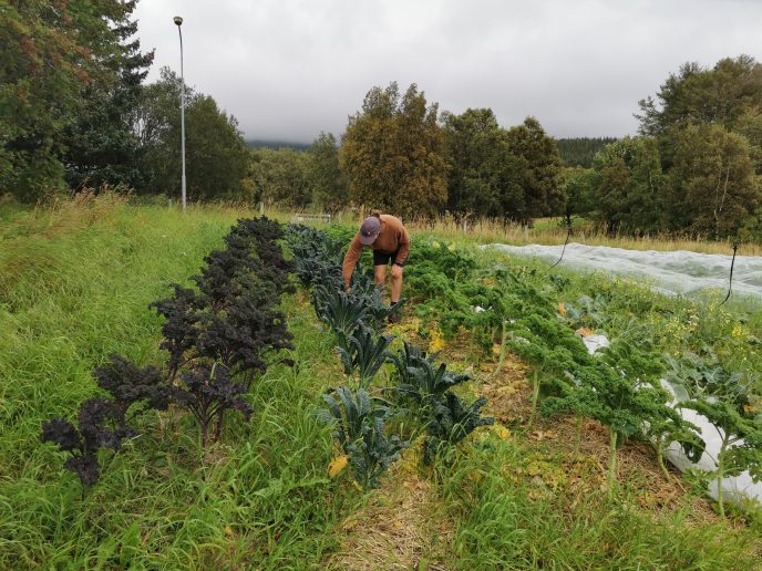 Høsting av svartkål og grønnkål.