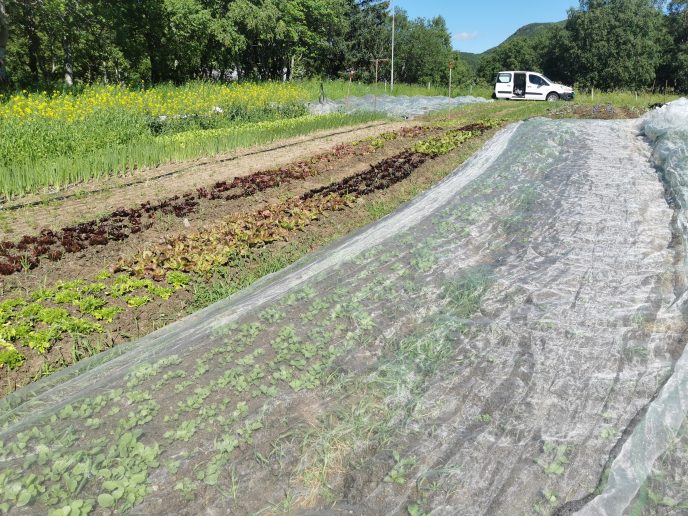 Insektsnett er viktig for å sikre at kålflua ikke får tilgang til kålvekstene.