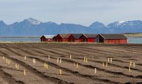 Gulrotforsøk hos Straumnesgården. Foto: Ingvild Melkersen