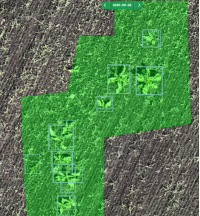 Droner detekterer hoymole i kornaker