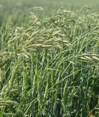 Lodnefaks i høsthvete. Foto Silja Valand