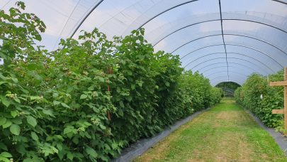 Økologiske muligheter. Foto: Anne Vintland