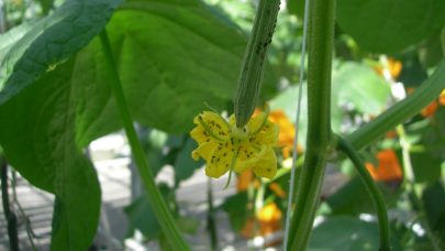 Agurkbladlus Foto: Annichen Smith Eriksen