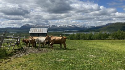 Stolsvidda foto Juliana Bonin