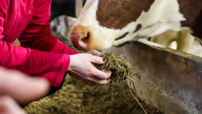 Når du skal gjøre tiltak på dyrevelferden, kreves det kunnskap og innsikt. Foto: M. Livenengen