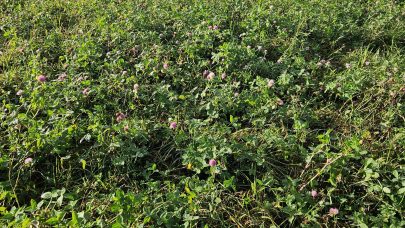 Rødkløver på profilert og bearbeidd myrjord.  Foto: Ragnhild Renna