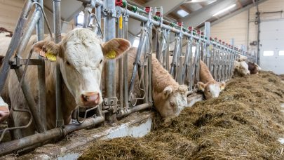 Ammekyr Foto: Morten Livenengen