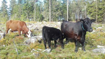 Ammeku pa beite foto aina ovrland
