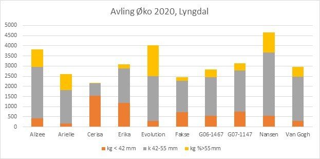 Avling oko potet Lyngdal 2020