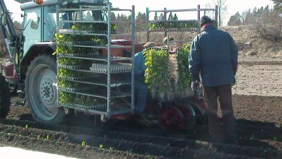 Kalplanting