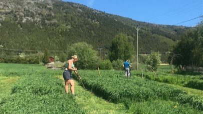 Bilde fra Bladfaksfelt