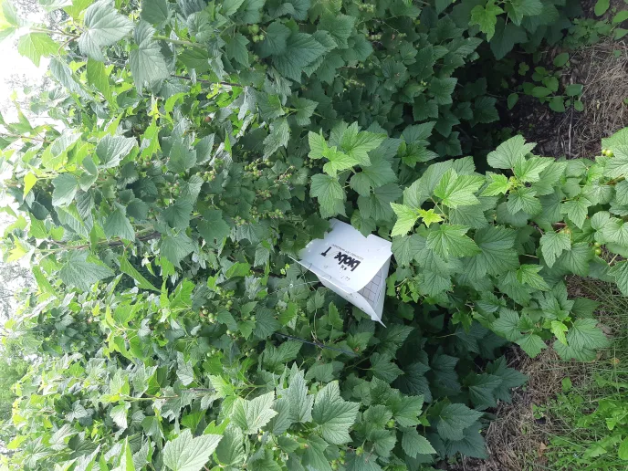 Alternative metoder for bekjempelse av skadedyr i solbaer 2 JPG