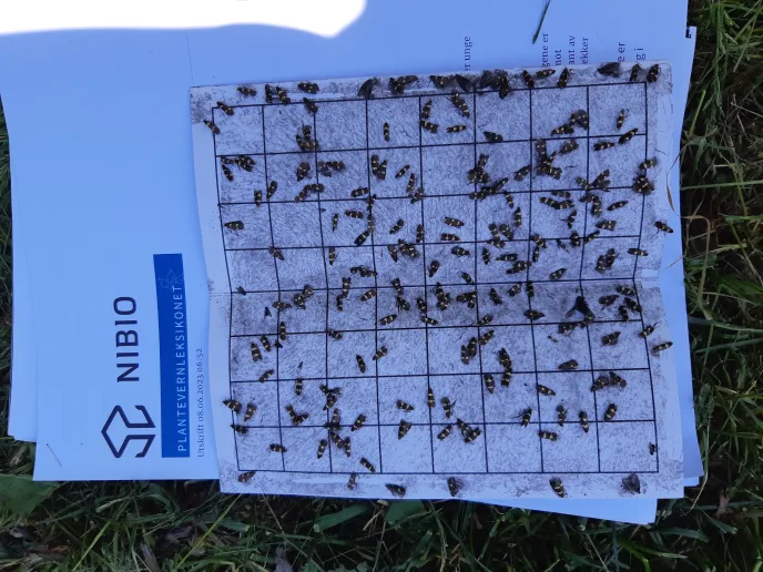 Alternative metoder for bekjempelse av skadedyr i solbaer 3 JPG