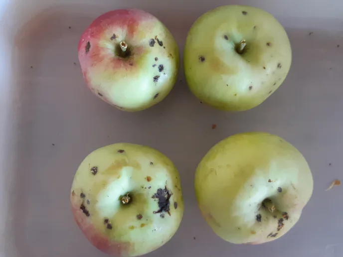Overvakning skadegjorere i frukt Innlandet 2 JPG