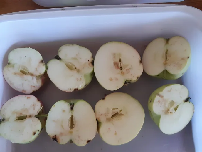 Overvakning skadegjorere i frukt Innlandet 3 JPG